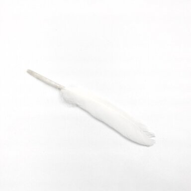10-15cm baltos sp. plunksnos, 10vnt.