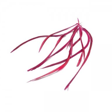 10-15cm bordo sp. plunksnos, 10vnt.