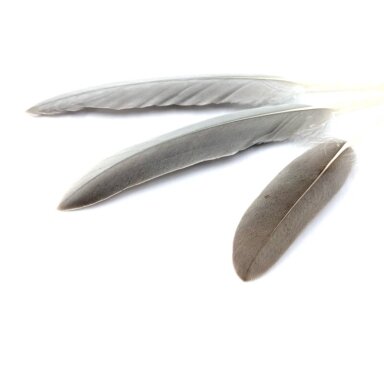 10-15cm pilkos sp. plunksnos, 10vnt.